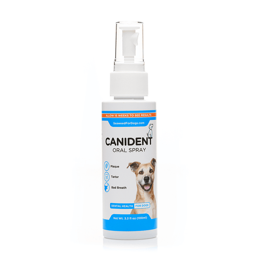 Canident Oral Spray bottle for dogs on a white background