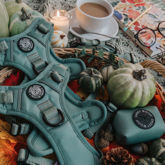 The Sassy Woof Dog Two Piece Bundle in Sage rests among green and white pumpkins, pinecones, a lit candle, coffee, and a notebook with glasses on a fall-themed cloth—perfect for showcasing stylish dog accessories.